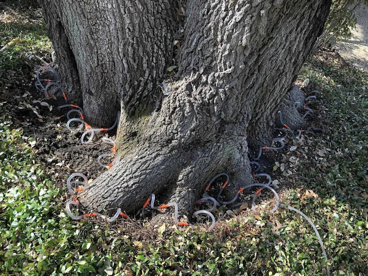 Detailed Tree Cabling and Bracing job site in Belle Fourche